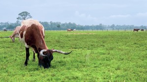 Bull eating pasture